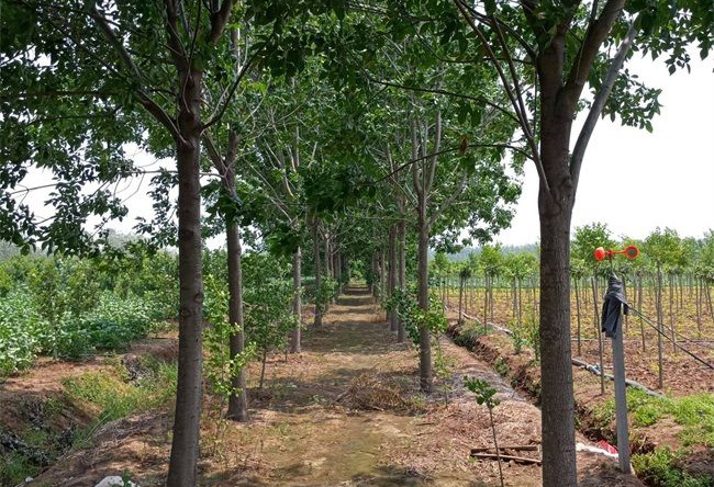 老白蜡跟速生白蜡有什么不同？