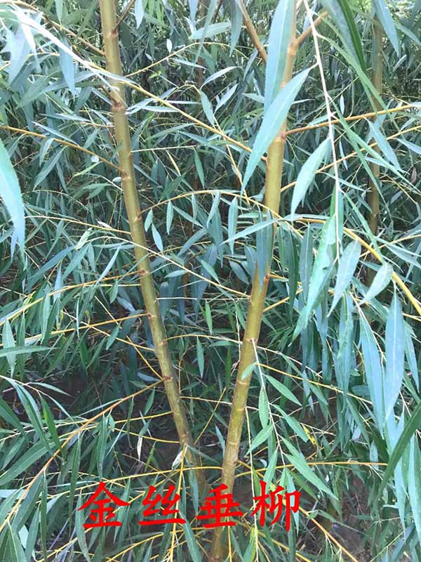 金丝垂柳(图1)